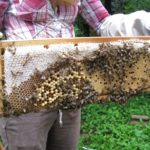 Thats+honey+on+the+top+left+IMG_5679