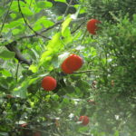 BalsamGourd-3