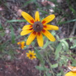 BrownEyedSusan.jpg