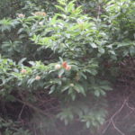 ButtonBush