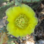 PricklyPear-1