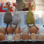 chicken-photo-5