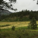 meadow-photo-7