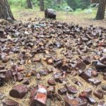 rusty-cans-photo-6